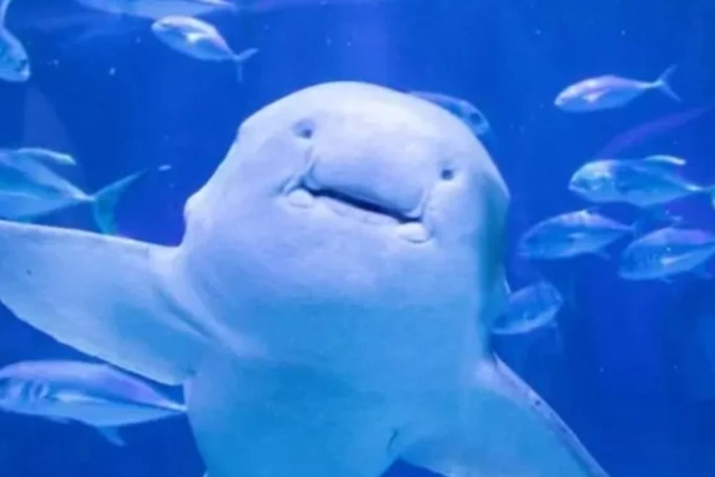 Shark predicts