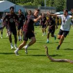 Venomous snake