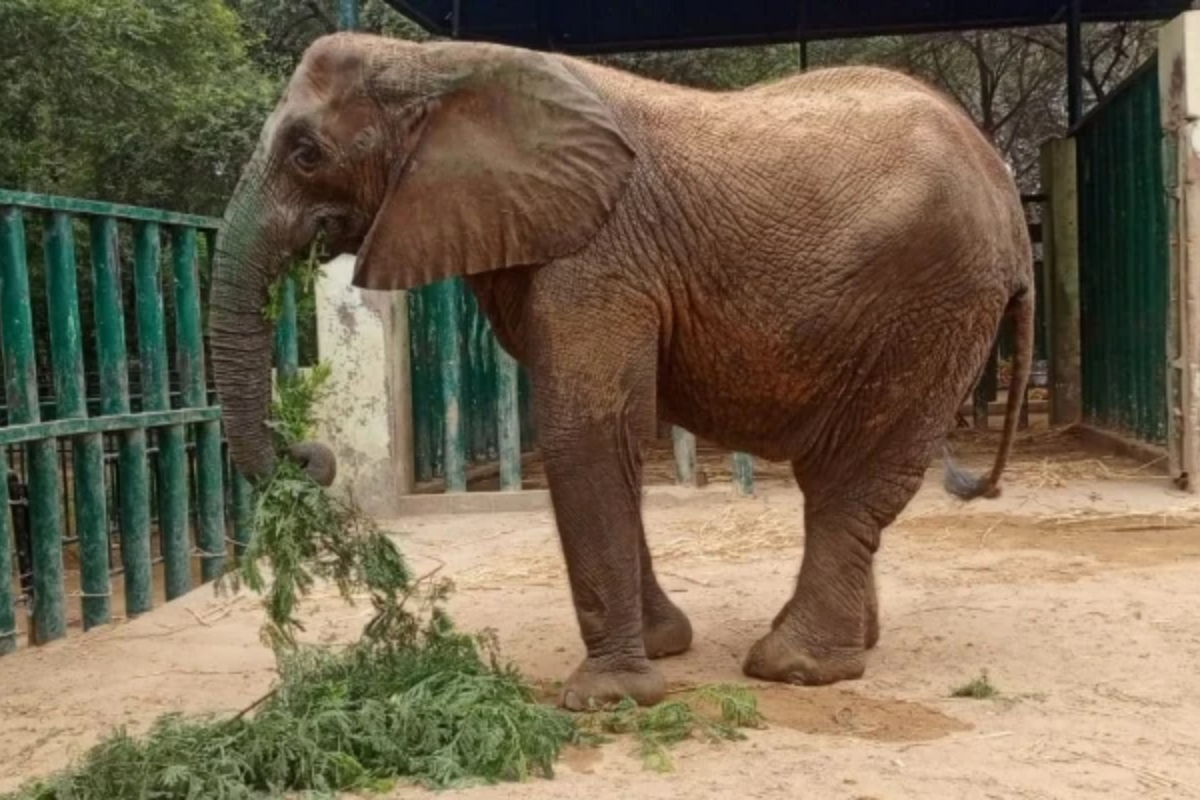 Karachi Safari